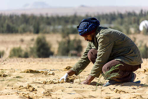 Sekem Desert Farm