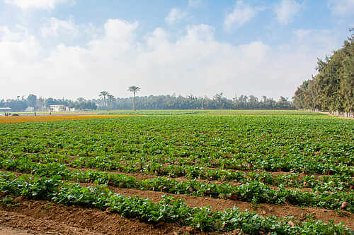 Sekem Greening the desert